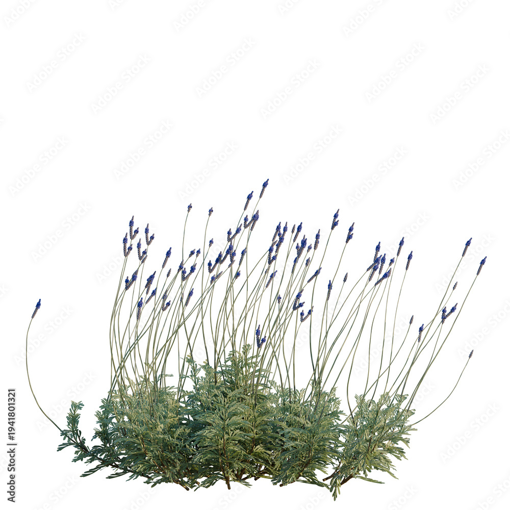 Fototapeta premium Lavandula pinnata Sidonie tree, elevation, front view, cutout, transparent background, isolate, Detailed close-up of a lush green fern plant, perfect for nature and botanical themes.
