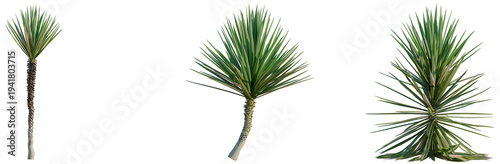 Foto Yucca aloifolia tree, elevation, front view, cutout, transparent background, iso
