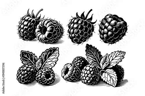 Detailed hand-drawn black raspberries with leaves in vintage engraving style on white background, concept of organic fruits and nature