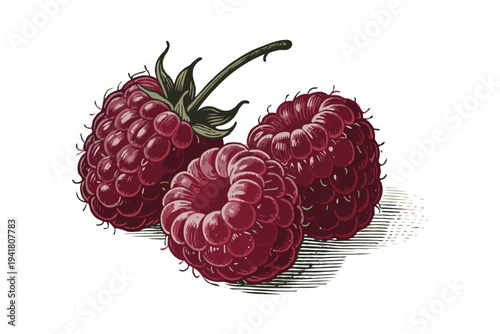 Three ripe raspberries with stem illustrated in a hand-drawn style on a white background, concept of fresh fruit and organic food design
