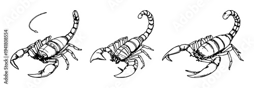 Scorpion set with detailed ink drawing of a scorpion stinger raised showing intricate segmented anatomy featuring stinger, anatomy, high contrast with white background and black lines