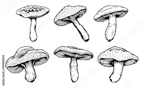 Reishi set with vintage ink sketch and botanical engraving detail featuring medicinal fungi, hatching, illustration with black ink and white background