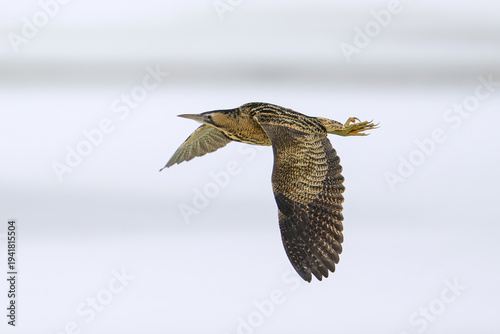 Eurasian bittern (Botaurus stellaris)