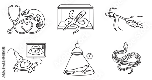 Exotic reptile veterinary medicine and herpetology set with chameleon checkup snake x-ray and turtle ultrasound on a transparent background.