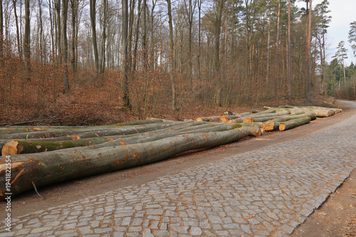 Stammholz liegt am Waldrand an einer Pflasterstraße