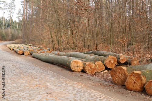 Stammholz liegt am Waldrand an einer Pflasterstraße
