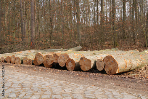 Stammholz liegt am Waldrand an einer Pflasterstraße
