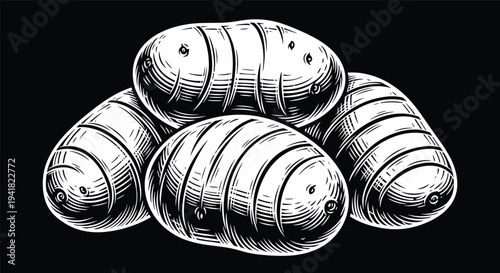 Potato engraving illustration, fresh organic potatoes vintage style, farm vegetable food icon, rustic harvest produce, healthy cooking ingredient, black background vector