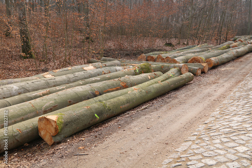 Stammholz liegt am Waldrand an einer Pflasterstraße