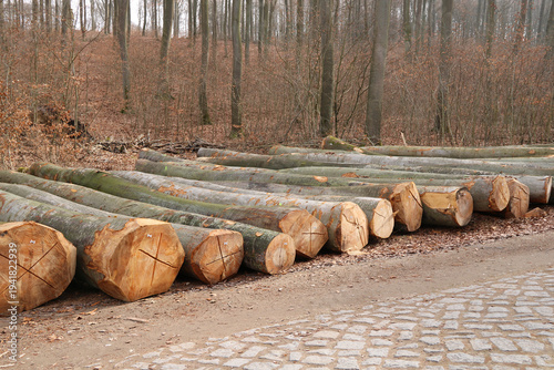 Stammholz liegt am Waldrand an einer Pflasterstraße
