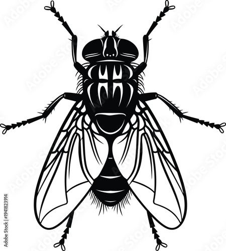 Housefly Silhouette with Detailed Wings and Legs on White Background