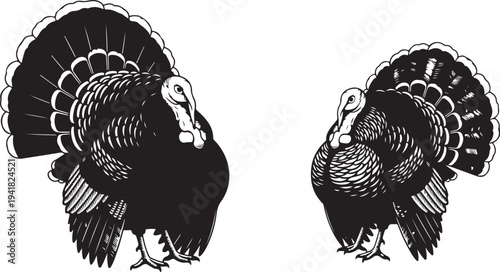 Two Black Turkeys Facing Each Other in Profile View