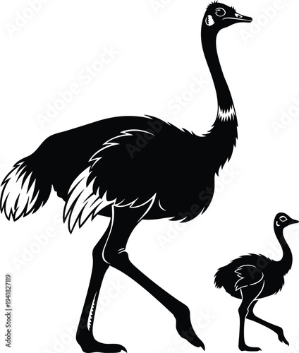 Ostrich Family Silhouette Walking Together on White Background