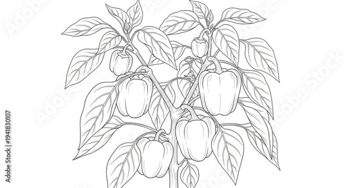 Detailed drawing of bell pepper plant with ripe peppers and leaves on white background