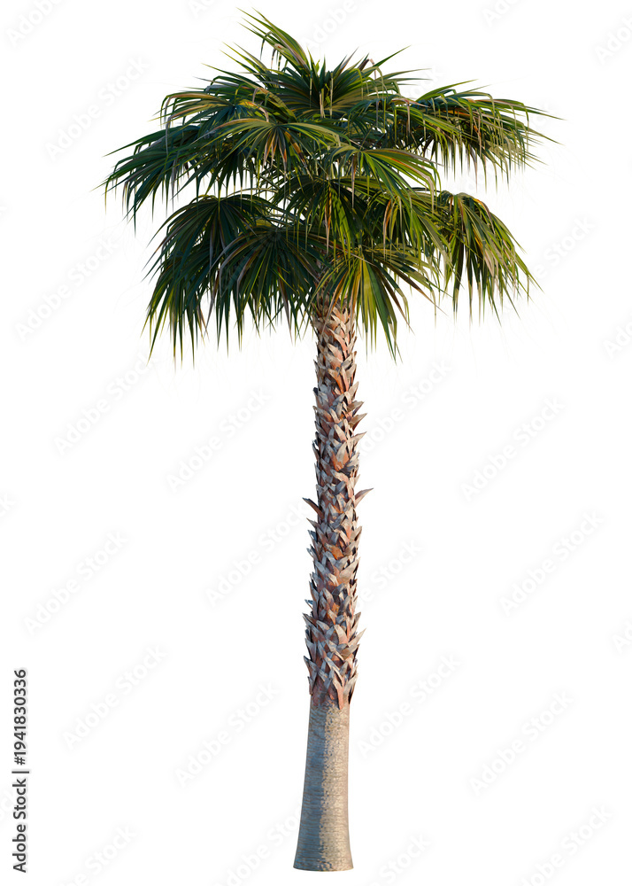 Fototapeta premium Washingtonia robusta tree, elevation, front view, cutout, transparent background, isolate, Detailed close-up of a textured wooden surface, detailed texture, abstract background