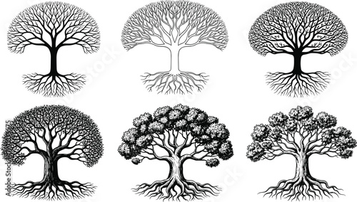Set of detailed tree illustrations with visible roots and branching canopies isolated on white background for nature and logo design