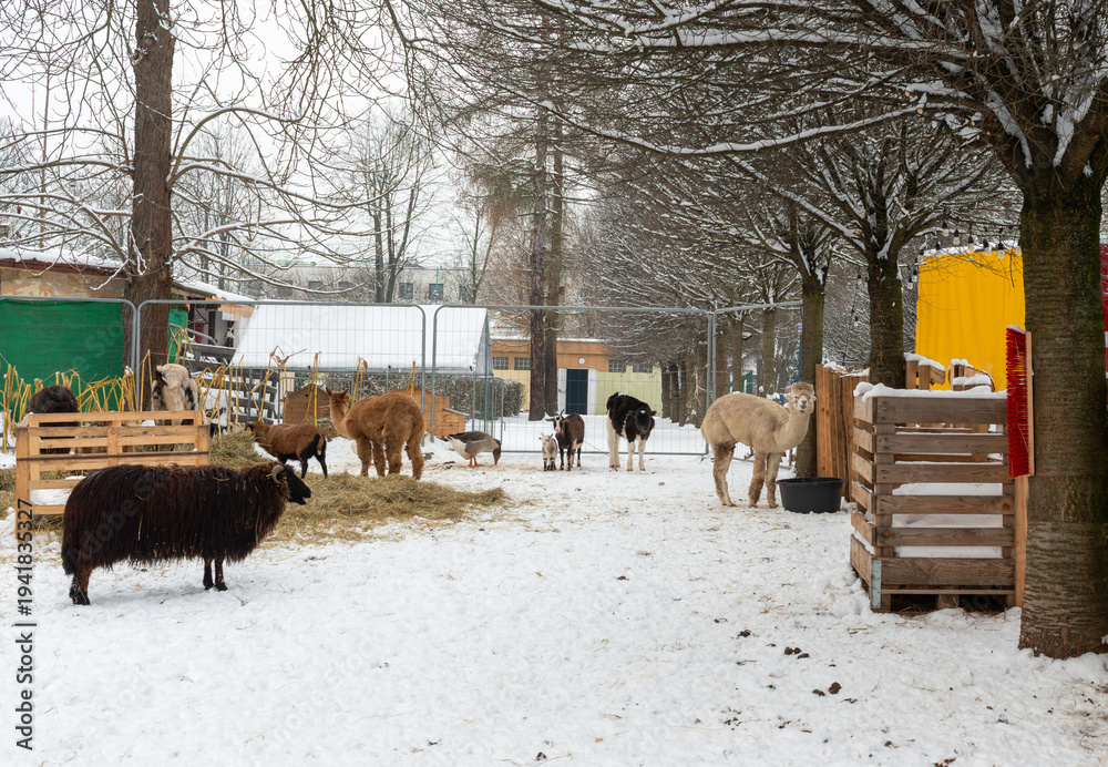 Obraz premium Alpacas, sheep and goats stand in a snowy enclosure of a small urban petting zoo during winter. Wooden feeders, hay and bare deciduous trees create a seasonal farm atmosphere with domestic animals res