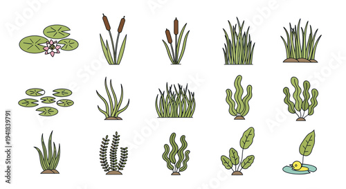 Collection of Aquatic Plants and Reeds in Various Forms.