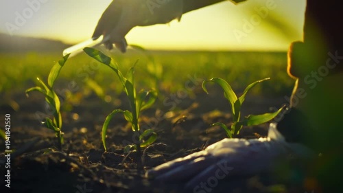 Rural agricultural farmer meticulously dispenses fertilizer from test tube into soil of vast corn field, boosting crop growth with precision application of chemicals to enhance yield on the open land