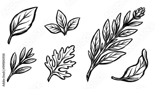 Set of hand-drawn black ink leaves and branches in a rough sketch style, featuring various botanical shapes and foliage elements for an organic design concept
