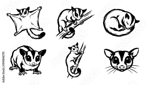 Set of six charming sugar glider illustrations in a bold black ink brushstroke style, showing the cute marsupial gliding, climbing a branch, sleeping, and sitting