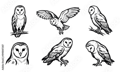 Six hand-drawn barn owl illustrations in a rough sketch style, showing the wild bird of prey flying, perching on a branch, and in other naturalistic poses