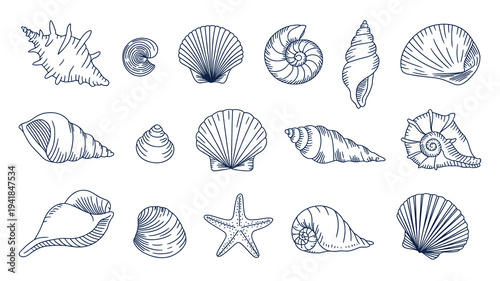 A Diverse Collection of Hand-Drawn Seashell Illustrations Showcasing a Variety of Shapes and Textures for Decorative and Educational Purposes