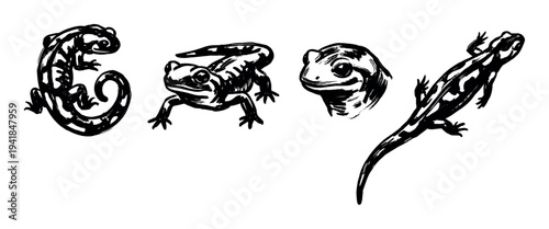 Set of four black ink salamander illustrations in a rough, hand-drawn brushstroke style shows the amphibian in various dynamic poses and a detailed head portrait