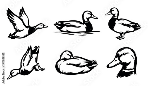 Set of six black ink brush illustrations of mallard ducks in various poses like flying, swimming, and diving, rendered in an expressive, calligraphic, hand-drawn style