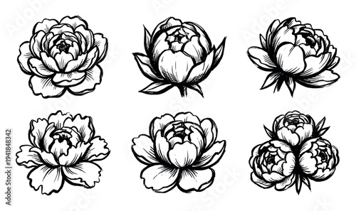 Set of six hand-drawn peony flowers and buds in a black ink sketch style, showcasing various blooming stages and angles for a botanical illustration collection