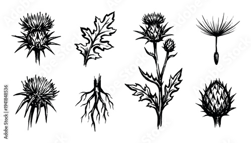 Set of hand-drawn thistle plant illustrations showing the flower, leaf, root, and seed in a black ink brush stroke sketch style for botanical and nature-themed designs