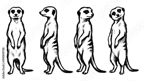 Four hand-drawn black and white meerkats stand upright in various alert poses, depicted with a charming, expressive sketch art style and bold ink lines