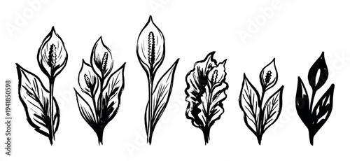 Collection of six Spathiphyllum flower illustrations hand-painted with black ink, showcasing a rough, sketchy, and artistic botanical design set with expressive brushstrokes