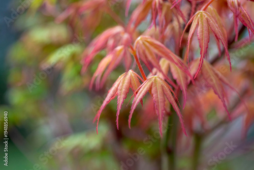 closeup on maple leaf katzura in tree growing in spring in a garden
