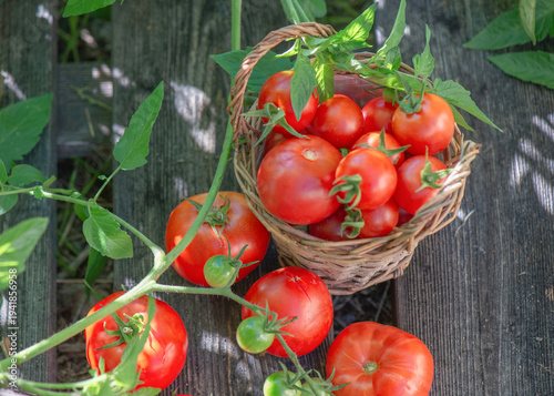 freshly harvested tomatoes in a small wicker basket among leaf on a plank in ...