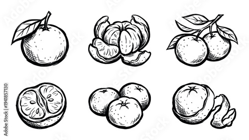 Hand-drawn tangerine fruit illustration set in a bold black and white sketch style, showing whole, peeled, sliced, and grouped citrus with leaves on a branch