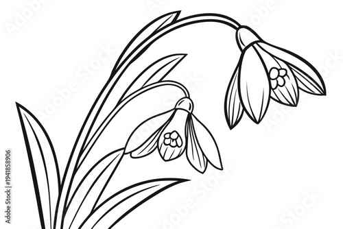 coloring page line art the snowdrop flower black vector
