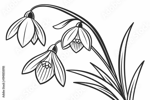 coloring page line art the snowdrop flower black vector