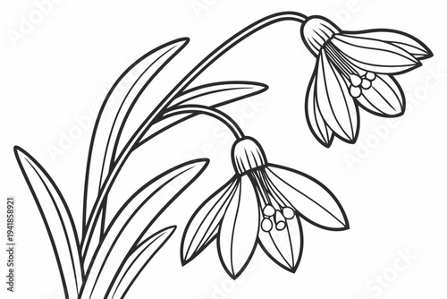 coloring page line art the snowdrop flower black vector