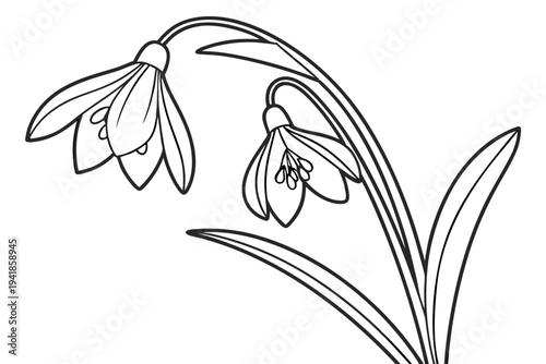 coloring page line art the snowdrop flower black vector