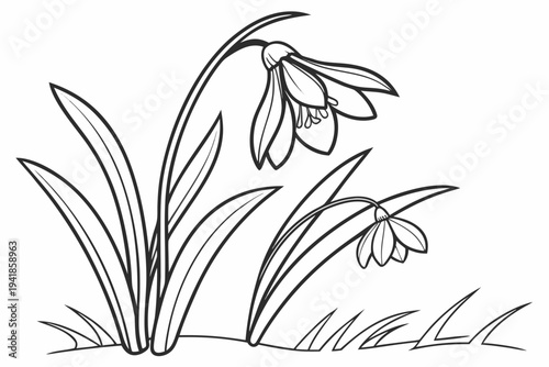 coloring page line art the snowdrop flower black vector