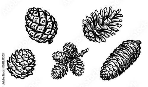Several detailed black and white pine cones are presented in a classic hand-drawn sketch style, showcasing their natural textures and varied shapes with strong, expressive lines