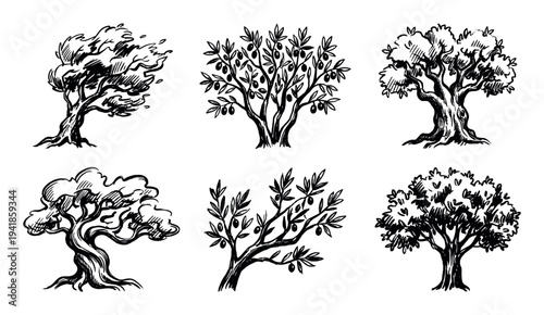 Various hand-drawn black ink tree illustrations showcase diverse natural forms, including olive trees with fruit and wind-swept foliage, rendered in a rustic sketch style