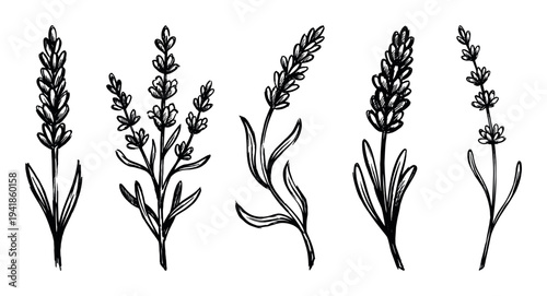 Hand drawn black ink lavender flower sketches in a minimalist botanical style, a beautiful set of five different rustic plant illustrations for organic and wellness concepts