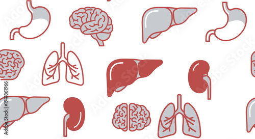 Human Organs Anatomy Illustration Set.