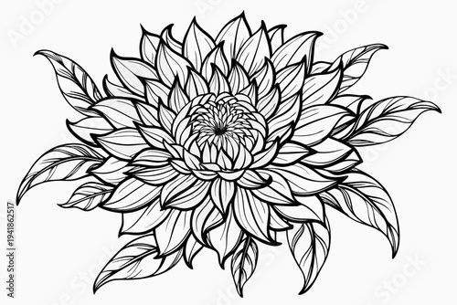 coloring page line art the stokesia flower black vector