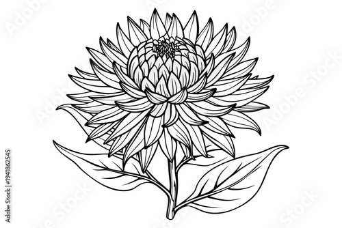 coloring page line art the stokesia flower black vector