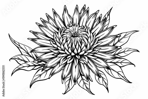 coloring page line art the stokesia flower black vector