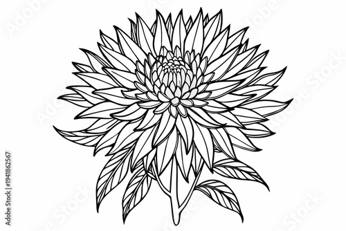 coloring page line art the stokesia flower black vector