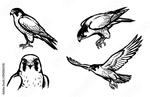 Four dynamic hand-drawn black and white falcon illustrations depict the powerful bird of prey in various majestic poses, including standing, diving, and soaring flight, rendered with bold ink lines